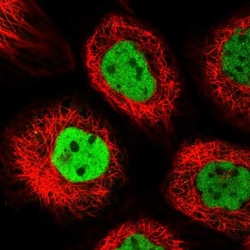 Anillin Antibody, Novus Biologicals 0.1mL; Unlabeled:Antibodies, Polyclonal